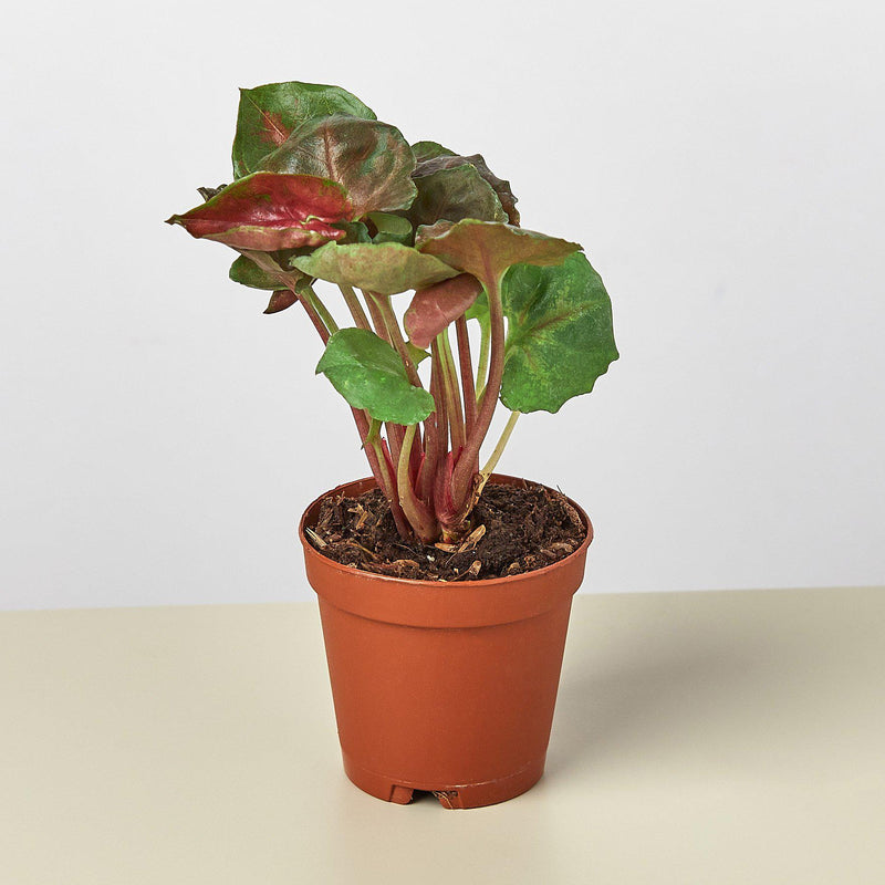 Load image into Gallery viewer, Syngonium 'Merry'
