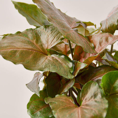 Syngonium 'Merry', additional product view 2