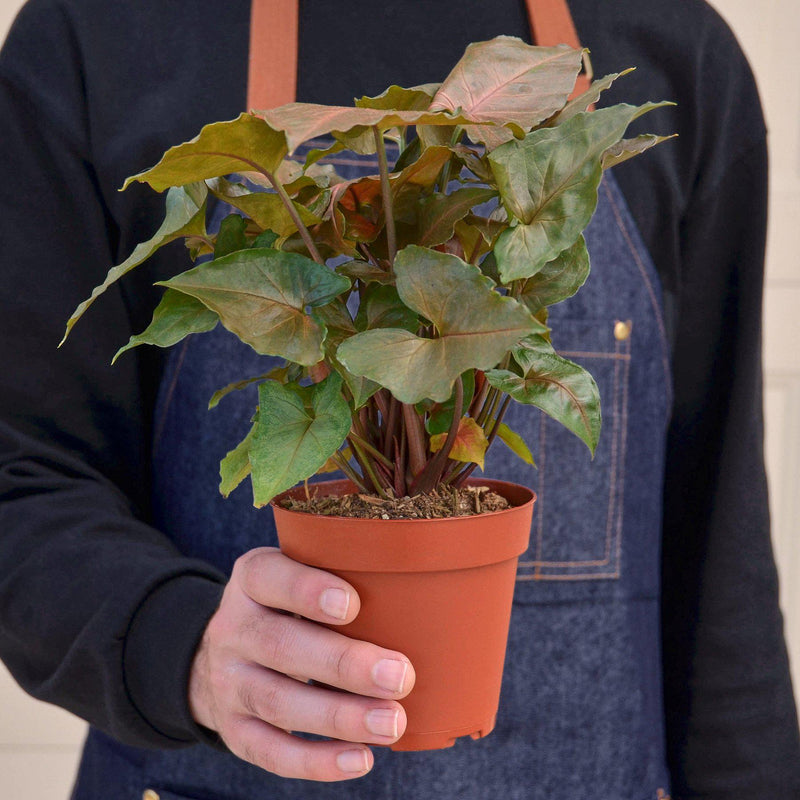 Load image into Gallery viewer, Syngonium 'Merry'
