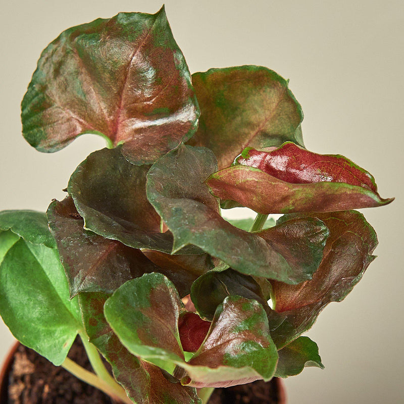 Load image into Gallery viewer, Syngonium 'Merry'
