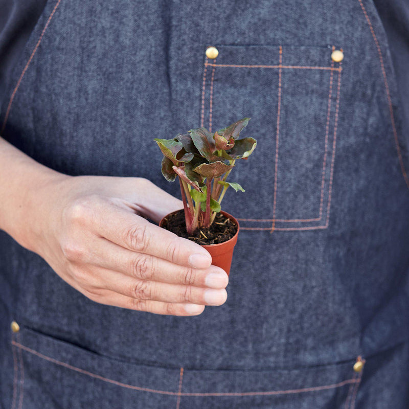 Load image into Gallery viewer, Syngonium 'Merry'
