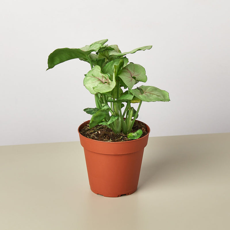 Load image into Gallery viewer, Syngonium 'Roxanna'
