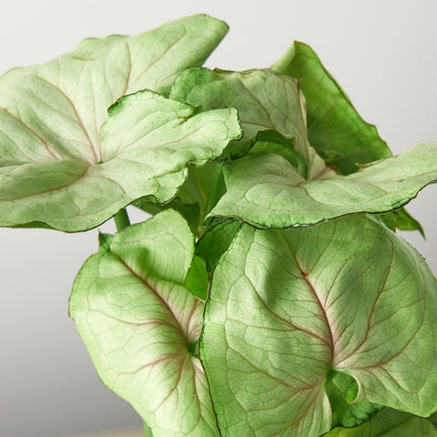 Syngonium 'Roxanna', detail view