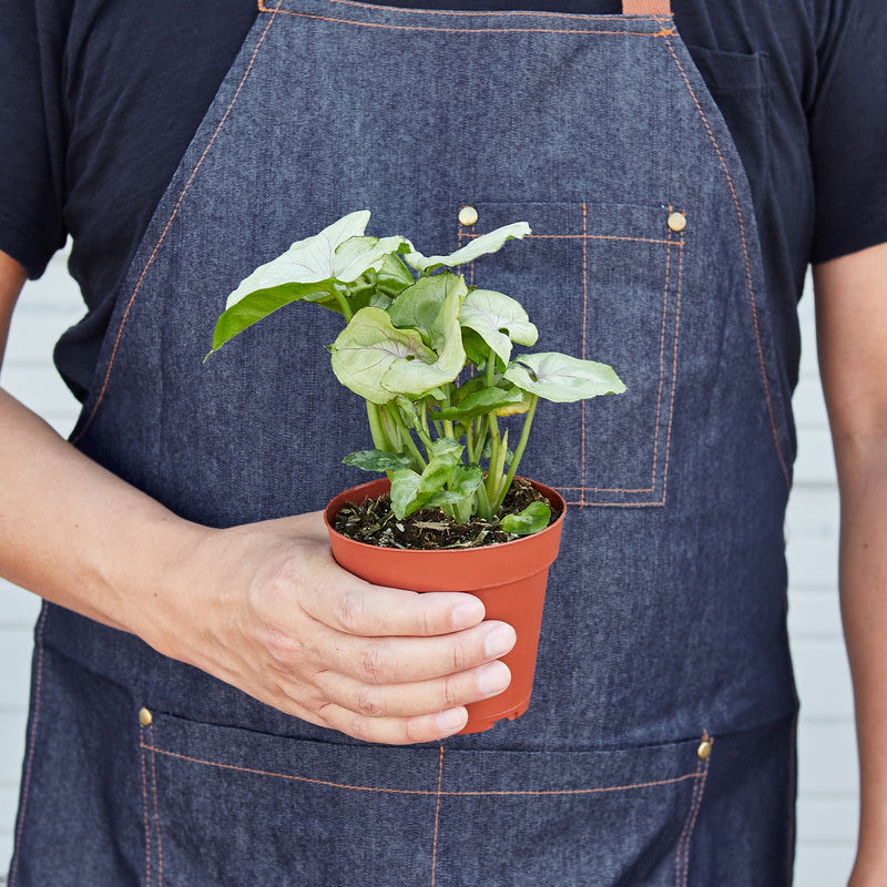 Load image into Gallery viewer, Syngonium 'Roxanna'
