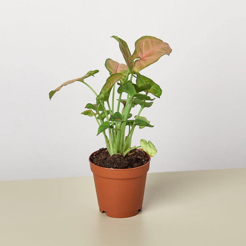 Load image into Gallery viewer, Syngonium 'Strawberry'
