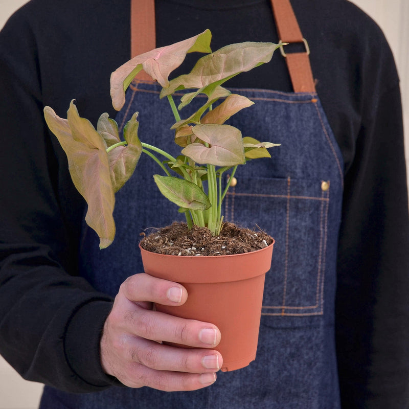 Load image into Gallery viewer, Syngonium 'Strawberry'

