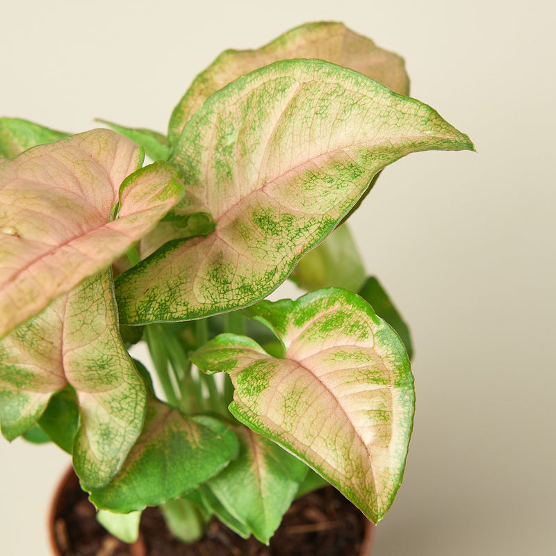 Load image into Gallery viewer, Syngonium 'Strawberry'
