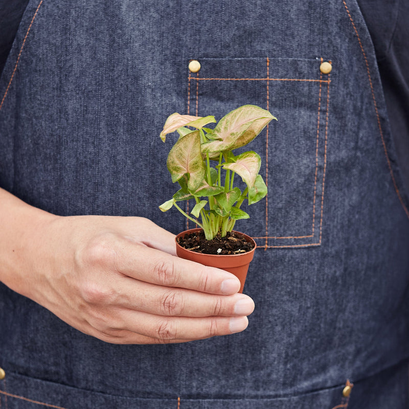 Load image into Gallery viewer, Syngonium 'Strawberry'
