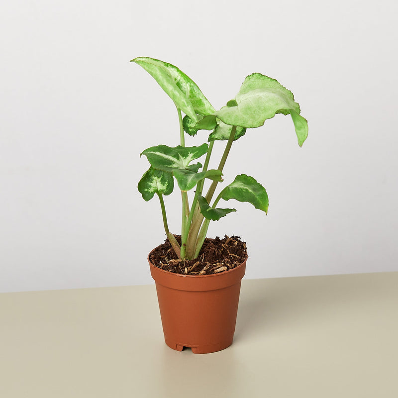 Load image into Gallery viewer, Syngonium 'White Butterfly'
