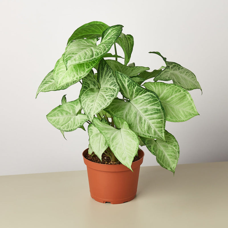 Load image into Gallery viewer, Syngonium 'White Butterfly'
