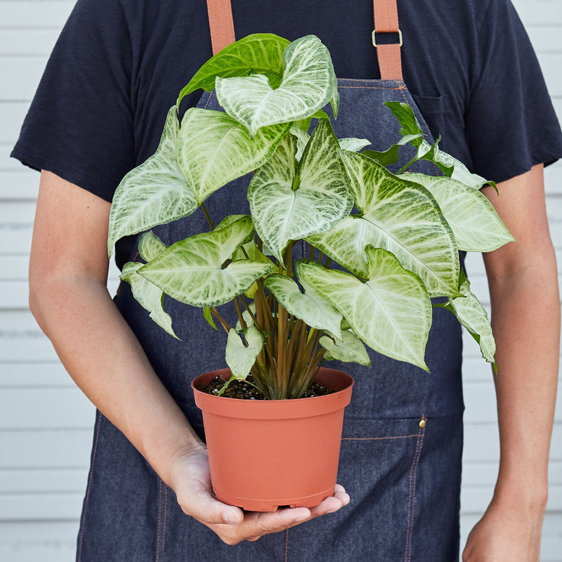 Load image into Gallery viewer, Syngonium 'White Butterfly'
