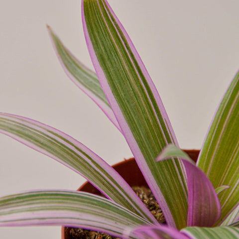 Tradescantia 'Oyster Plant', additional product view 2