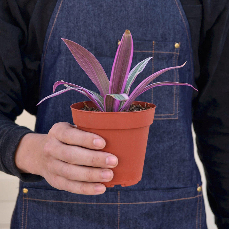 Load image into Gallery viewer, Tradescantia 'Oyster Plant'
