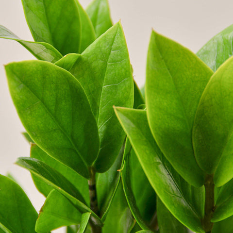 Zamioculcas Zamiifolia 'ZZ', additional product view 2