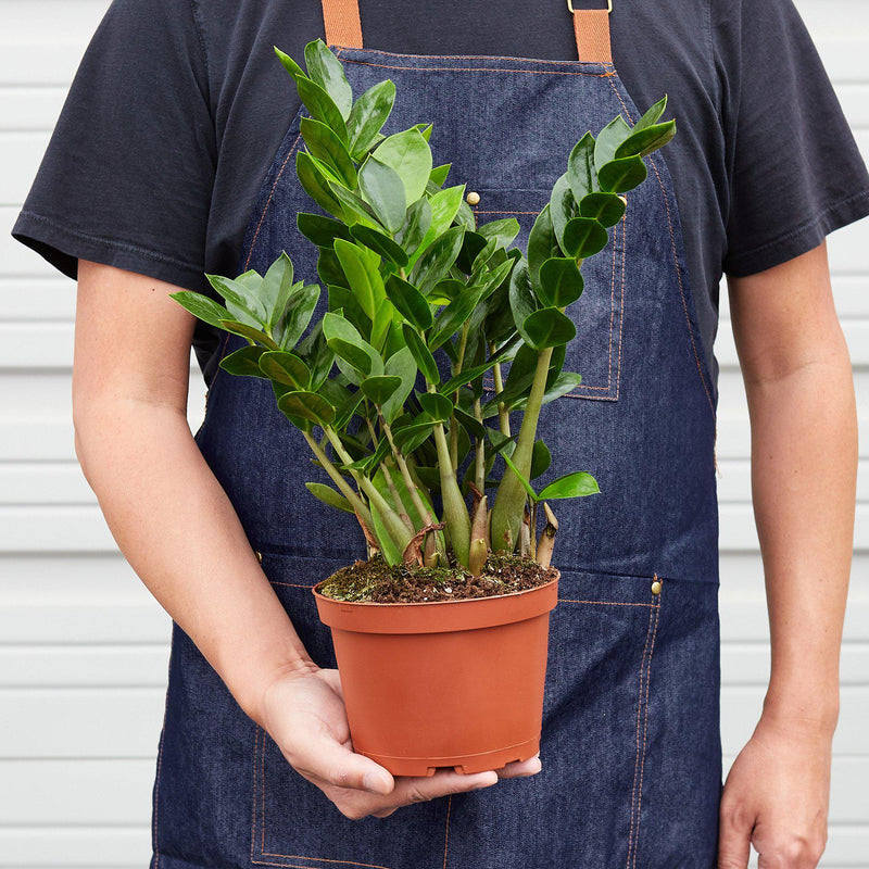 Load image into Gallery viewer, Zamioculcas Zamiifolia 'ZZ'

