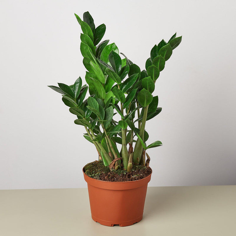 Load image into Gallery viewer, Zamioculcas Zamiifolia 'ZZ'
