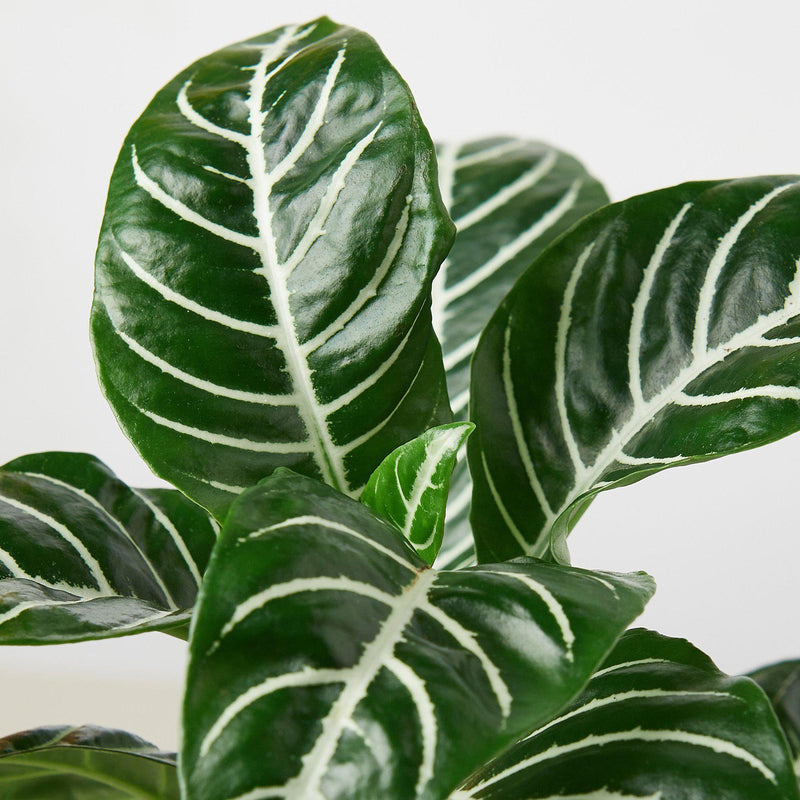 Load image into Gallery viewer, Zebra 'Aphelandra'
