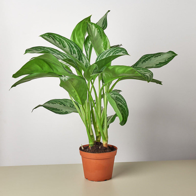 Load image into Gallery viewer, Chinese Evergreen 'Silver Bay'
