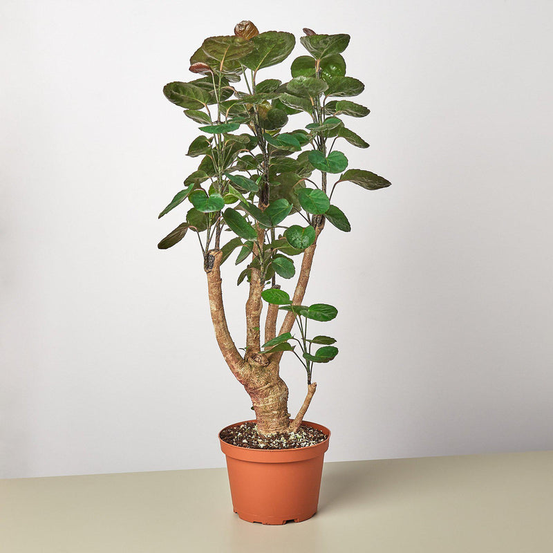 Load image into Gallery viewer, Aralia Fabian Stump 'Polyscias Scutellaria'
