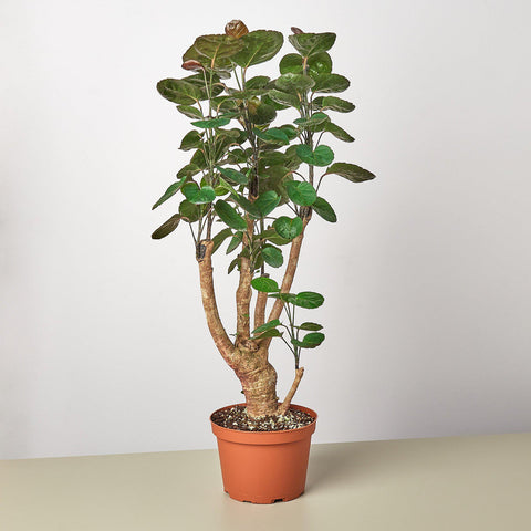 Aralia Fabian stump, Polyscias Scutellaria