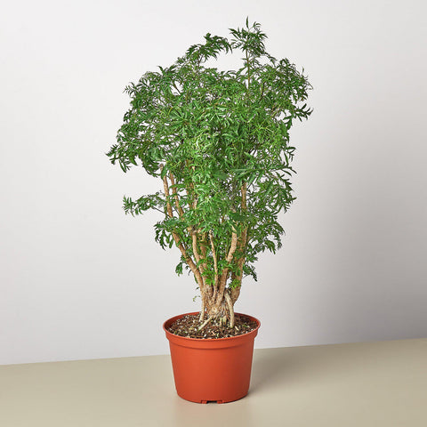 Aralia Ming stump plant