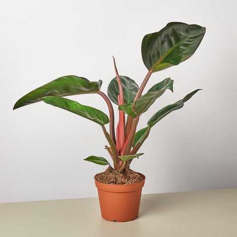 Philodendron Congo Rojo