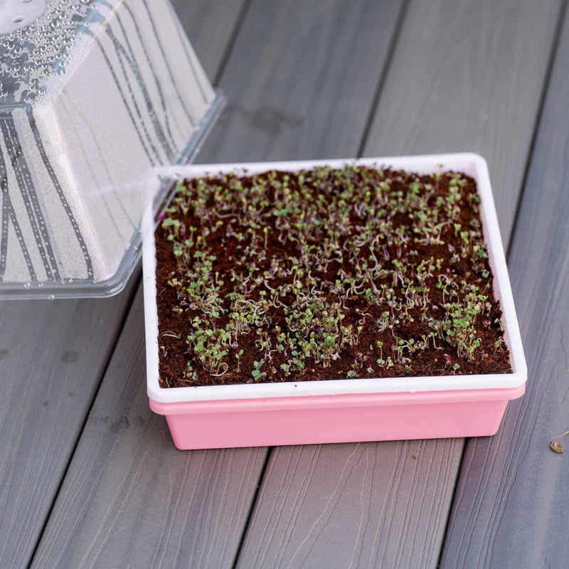 Load image into Gallery viewer, 1010 Trays 2.5" Deep - Extra Strength
