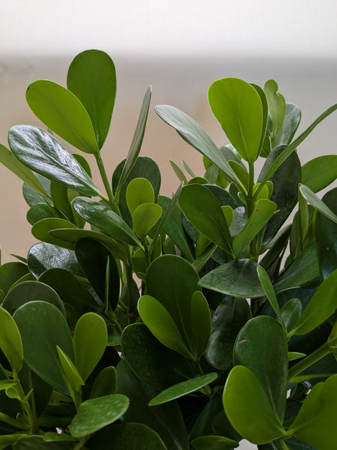 Clusia 'Princess' (Autograph Plant), additional product view 2