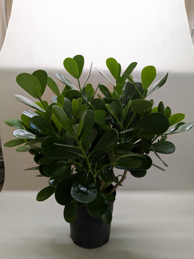 Load image into Gallery viewer, Clusia 'Princess' (Autograph Plant)
