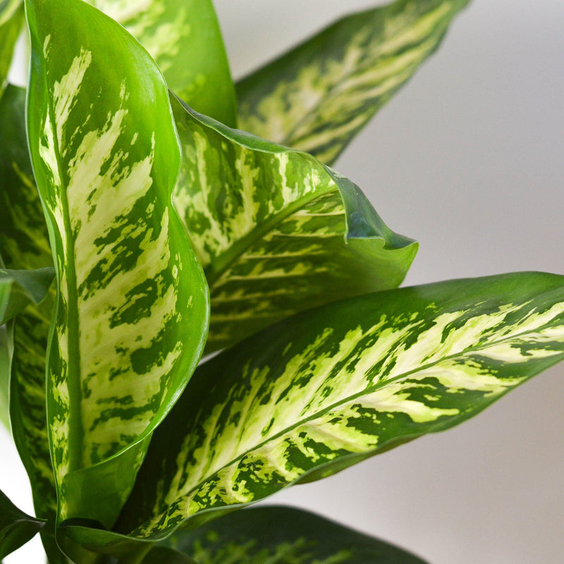 Load image into Gallery viewer, Dieffenbachia 'Tropic Snow'
