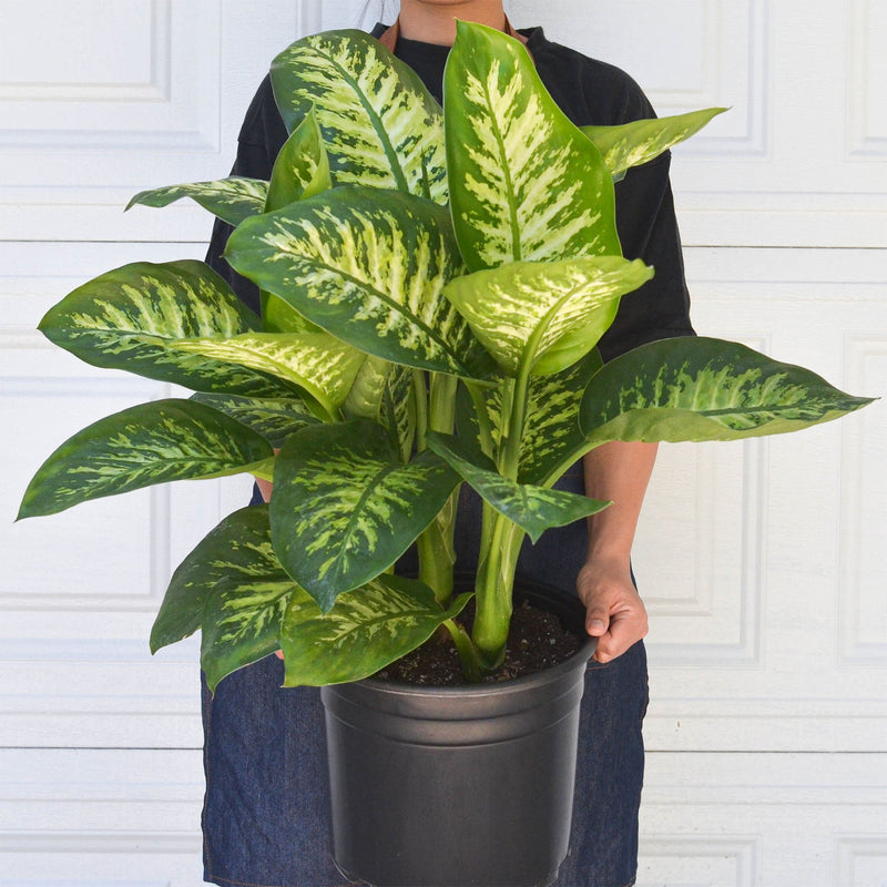 Load image into Gallery viewer, Dieffenbachia 'Tropic Snow'
