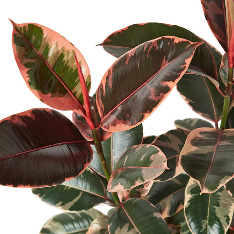 Ficus Elastica 'Ruby Pink', additional product view 2