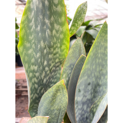 Snake Plant 'Mason Congo' - 10