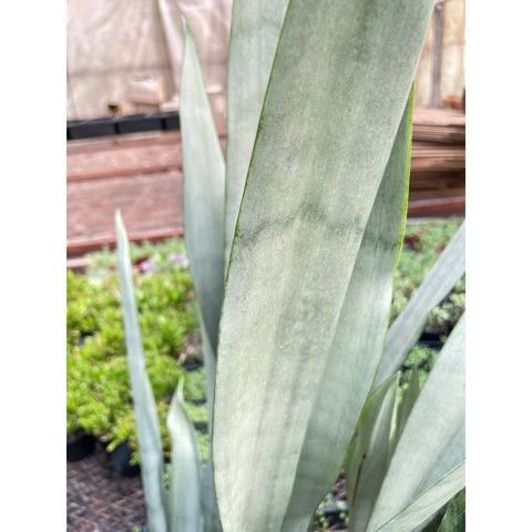 Snake Plant 'Metallica' - 10