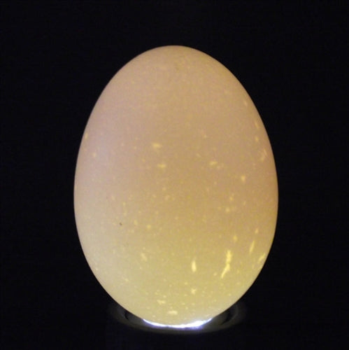 Load image into Gallery viewer, Cordless handheld ultra bright LED egg candler
