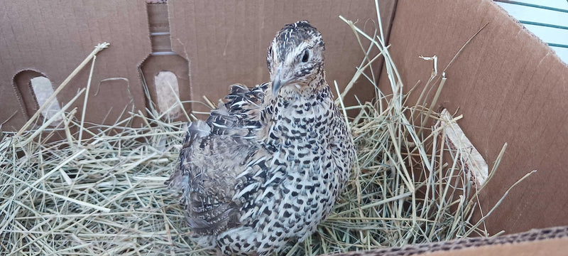 Load image into Gallery viewer, Falb-Fee Quail Hatching Eggs
