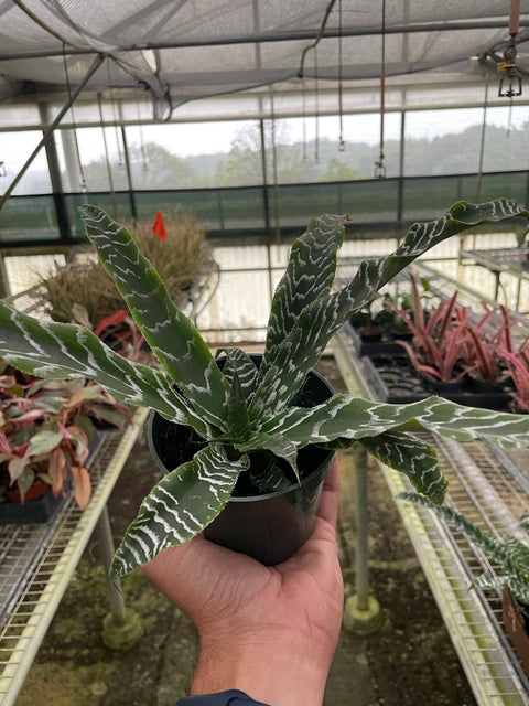 Cryptanthus 'Betty', additional product view 2