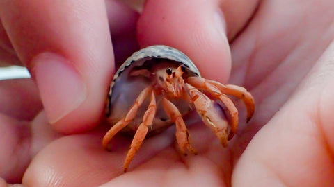 Hermit crab food, ingredient detail