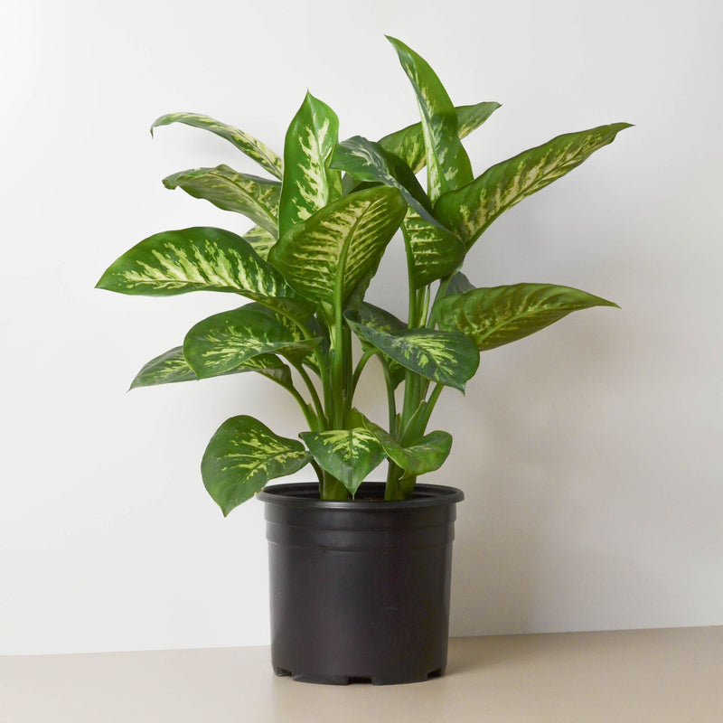Load image into Gallery viewer, Dieffenbachia 'Tropic Snow'
