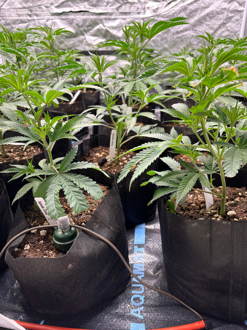 Load image into Gallery viewer, AquaMat Capillary Mat Systems
