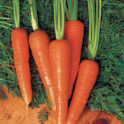 Organic Moonraker Carrot seeds package, GrowTime Garden Supply