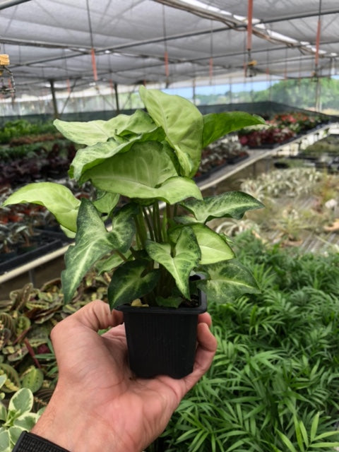 Load image into Gallery viewer, Syngonium 'White Butterfly'
