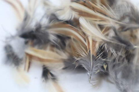 Quail rooster feathers, detail view