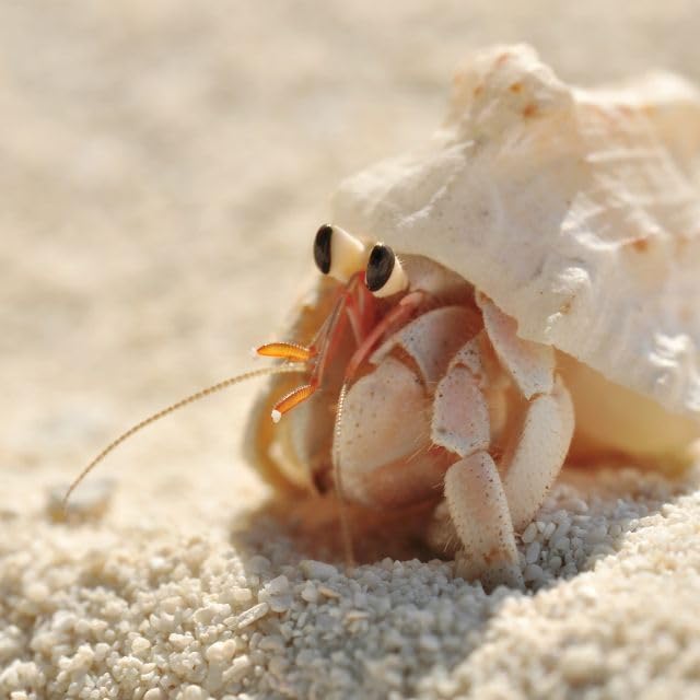 Load image into Gallery viewer, Organic Hermit Crab Food with Quail Egg Shells - Nutritious, Balanced Diet &amp; Calcium-Rich Treats for Hermit Crab Shell Growth - Sustainable, Clean, Hermit Crab Care
