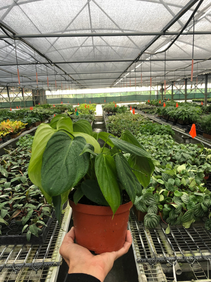 Load image into Gallery viewer, Philodendron 'Fuzzy Petiole'
