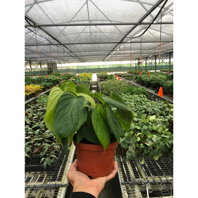 Load image into Gallery viewer, Philodendron 'Fuzzy Petiole'
