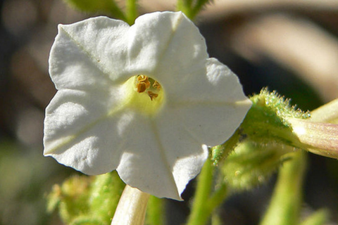 Nicotiana Attenuata Seeds, Coyote Tobacco, Annual Flowering Plant, Heirloom Seeds for Garden and Pollinators
