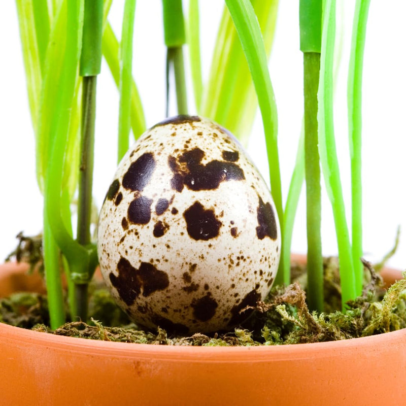 Load image into Gallery viewer, Empty Whole Eggshells Quail Eggs Hollowed - Set of 10 Cleaned Hollow Quail Eggs Perfect for Crafting and Decoration
