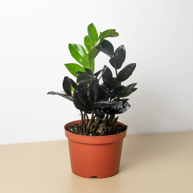 Load image into Gallery viewer, ZZ Zamioculcas 'Black Queen'
