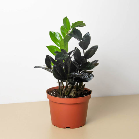 ZZ Zamioculcas Black Queen